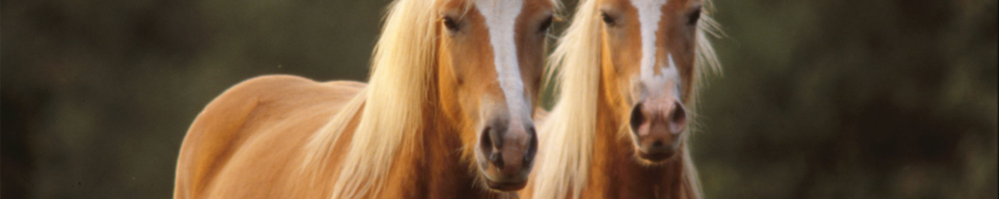 Alpha Verzekeringen
